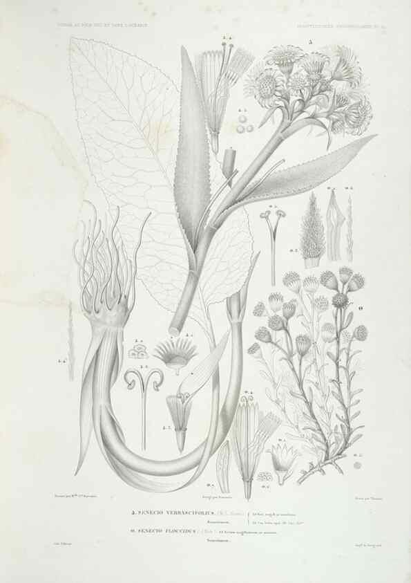 Reproducción/Reproduction 44493418791: Botanique /. Paris :Gide et Cie,1845-1853.. 
