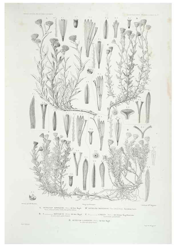 Reproducción/Reproduction 43584036635: Botanique /. Paris :Gide et Cie,1845-1853.. 