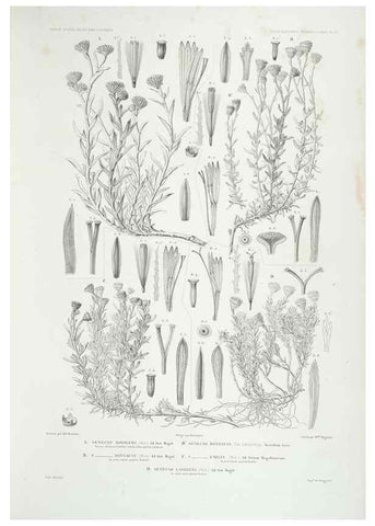 Reproducción/Reproduction 43584036635: Botanique /. Paris :Gide et Cie,1845-1853.. 