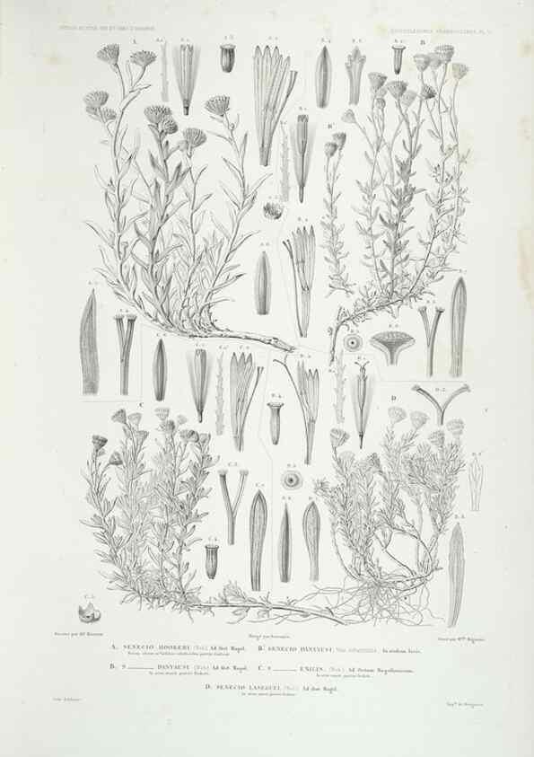 Reproducción/Reproduction 43584036635: Botanique /. Paris :Gide et Cie,1845-1853.. 