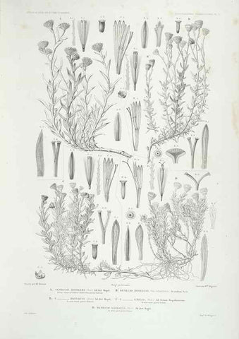 Reproducción/Reproduction 43584036635: Botanique /. Paris :Gide et Cie,1845-1853.. 