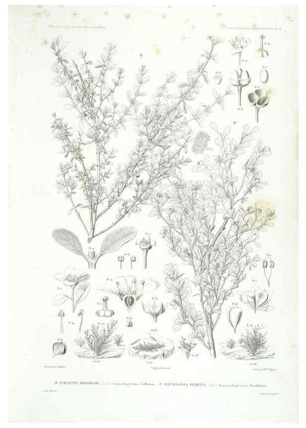 Reproducción/Reproduction 42684259780: Botanique /. Paris :Gide et Cie,1845-1853.. 
