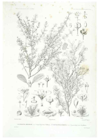 Reproducción/Reproduction 42684259780: Botanique /. Paris :Gide et Cie,1845-1853.. 