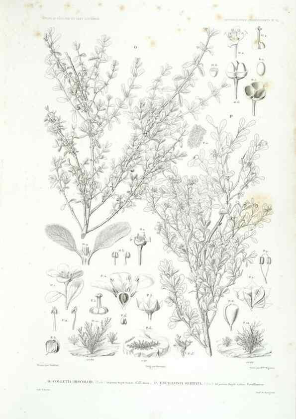 Reproducción/Reproduction 42684259780: Botanique /. Paris :Gide et Cie,1845-1853.. 