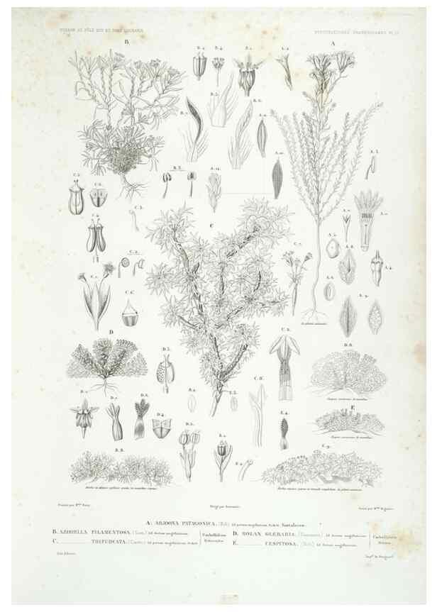 Reproducción/Reproduction 30623868988: Botanique /. Paris :Gide et Cie,1845-1853.. 