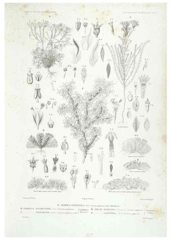 Reproducción/Reproduction 30623868988: Botanique /. Paris :Gide et Cie,1845-1853.. 