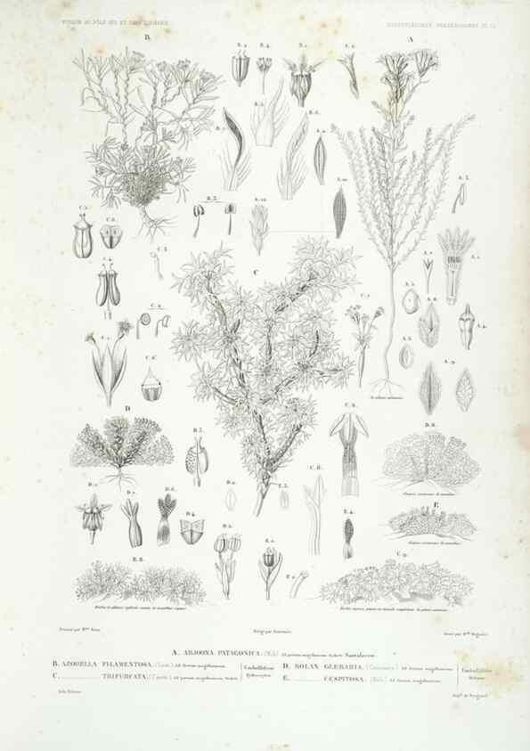 Reproducción/Reproduction 30623868988: Botanique /. Paris :Gide et Cie,1845-1853.. 