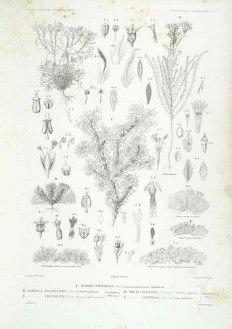 Reproducción/Reproduction 30623868988: Botanique /. Paris :Gide et Cie,1845-1853.. 