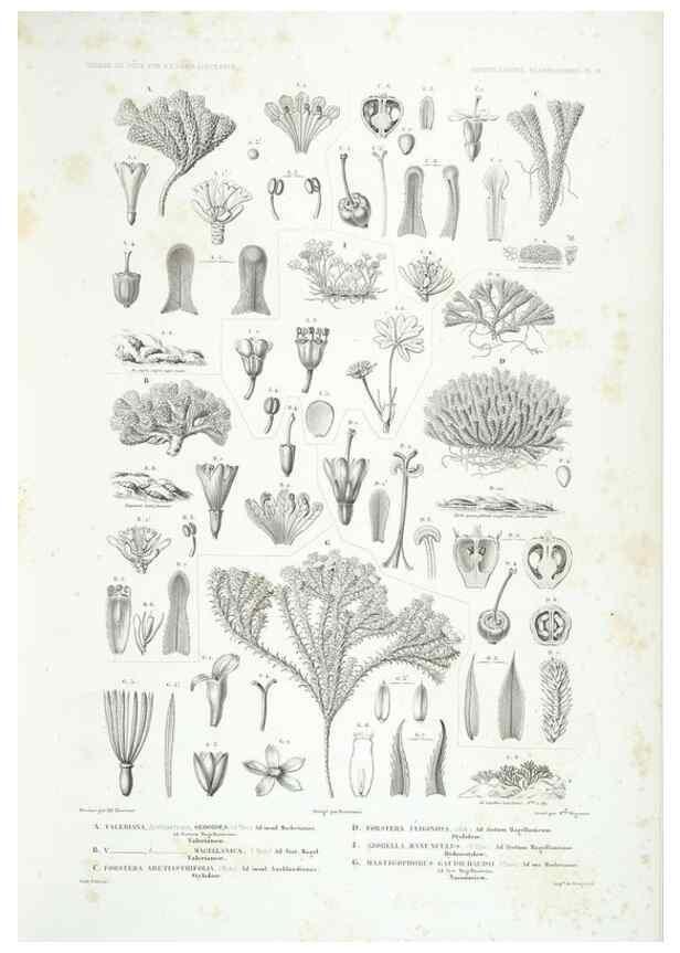 Reproducción/Reproduction 43584040815: Botanique /. Paris :Gide et Cie,1845-1853.. 