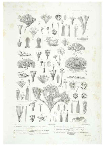 Reproducción/Reproduction 43584040815: Botanique /. Paris :Gide et Cie,1845-1853.. 