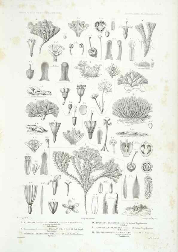 Reproducción/Reproduction 43584040815: Botanique /. Paris :Gide et Cie,1845-1853.. 