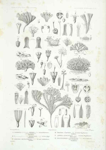 Reproducción/Reproduction 43584040815: Botanique /. Paris :Gide et Cie,1845-1853.. 
