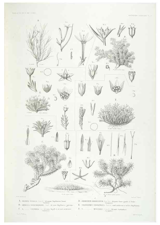 Reproducción/Reproduction 29556118197: Botanique /. Paris :Gide et Cie,1845-1853.. 