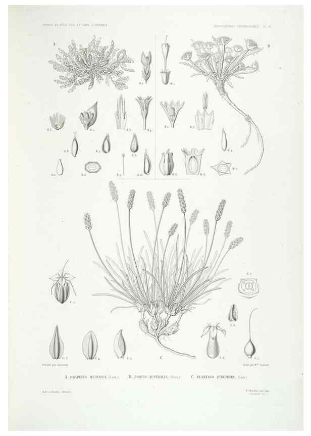 Reproducción/Reproduction 44493430041: Botanique /. Paris :Gide et Cie,1845-1853.. 