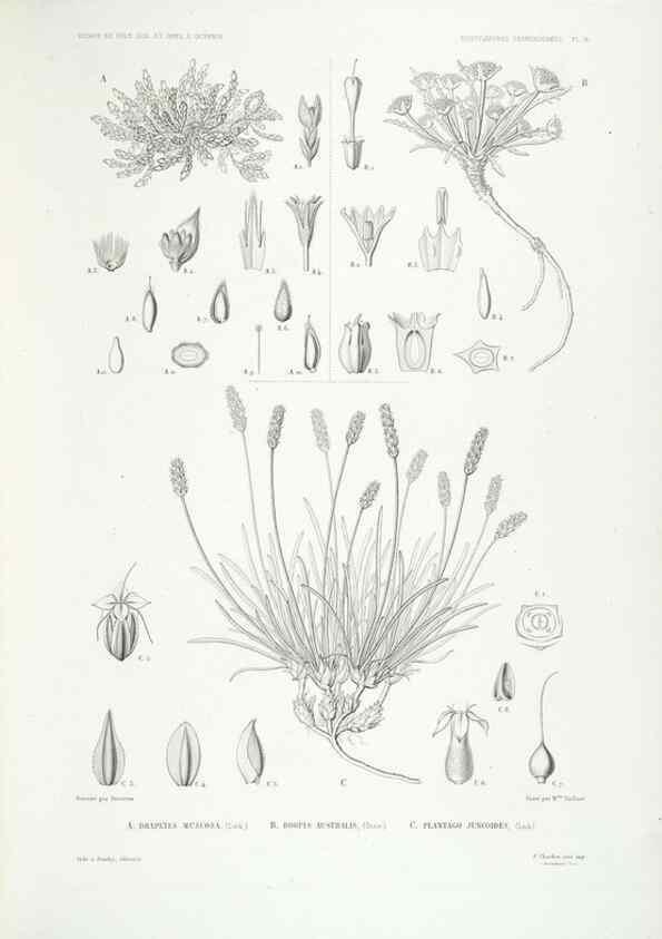 Reproducción/Reproduction 44493430041: Botanique /. Paris :Gide et Cie,1845-1853.. 
