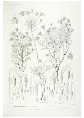 Reproducción/Reproduction 42684289340: Botanique /. Paris :Gide et Cie,1845-1853.. 