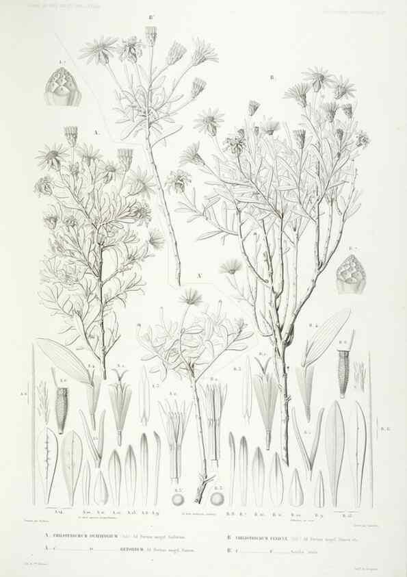 Reproducción/Reproduction 42684289340: Botanique /. Paris :Gide et Cie,1845-1853.. 