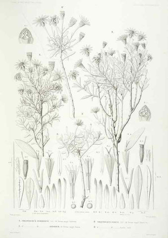 Reproducción/Reproduction 42684289340: Botanique /. Paris :Gide et Cie,1845-1853.. 