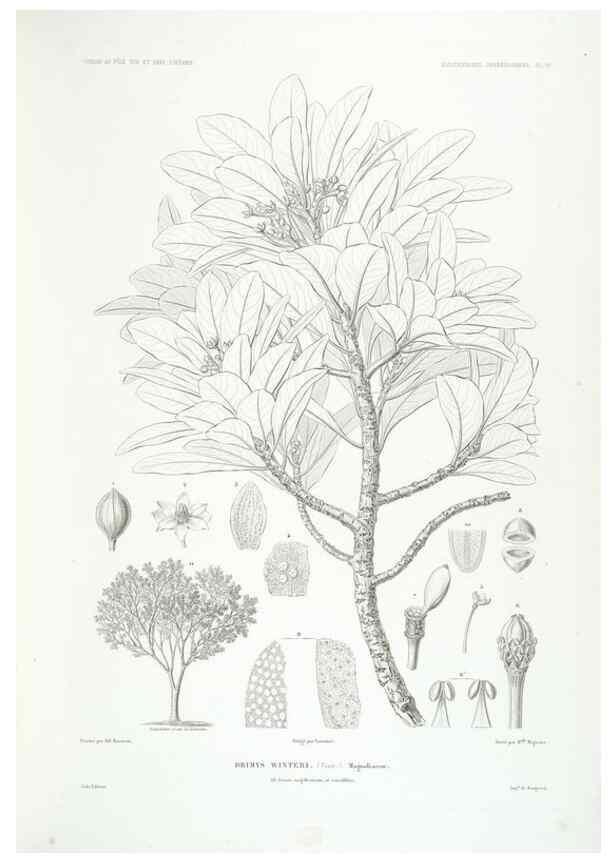 Reproducción/Reproduction 44443853862: Botanique /. Paris :Gide et Cie,1845-1853.. 