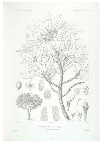 Reproducción/Reproduction 44443853862: Botanique /. Paris :Gide et Cie,1845-1853.. 