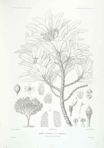 Reproducción/Reproduction 44443853862: Botanique /. Paris :Gide et Cie,1845-1853.. 