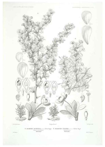 Reproducción/Reproduction 29556125857: Botanique /. Paris :Gide et Cie,1845-1853.. 
