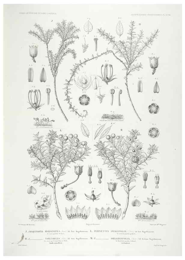 Reproducción/Reproduction 29556131097: Botanique /. Paris :Gide et Cie,1845-1853.. 