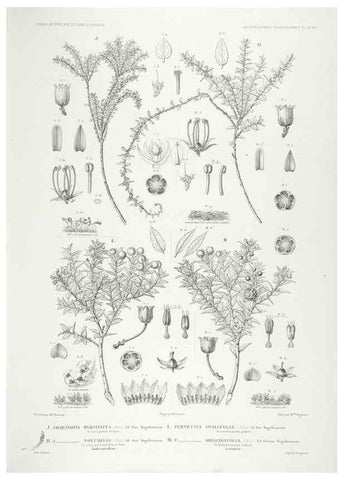 Reproducción/Reproduction 29556131097: Botanique /. Paris :Gide et Cie,1845-1853.. 