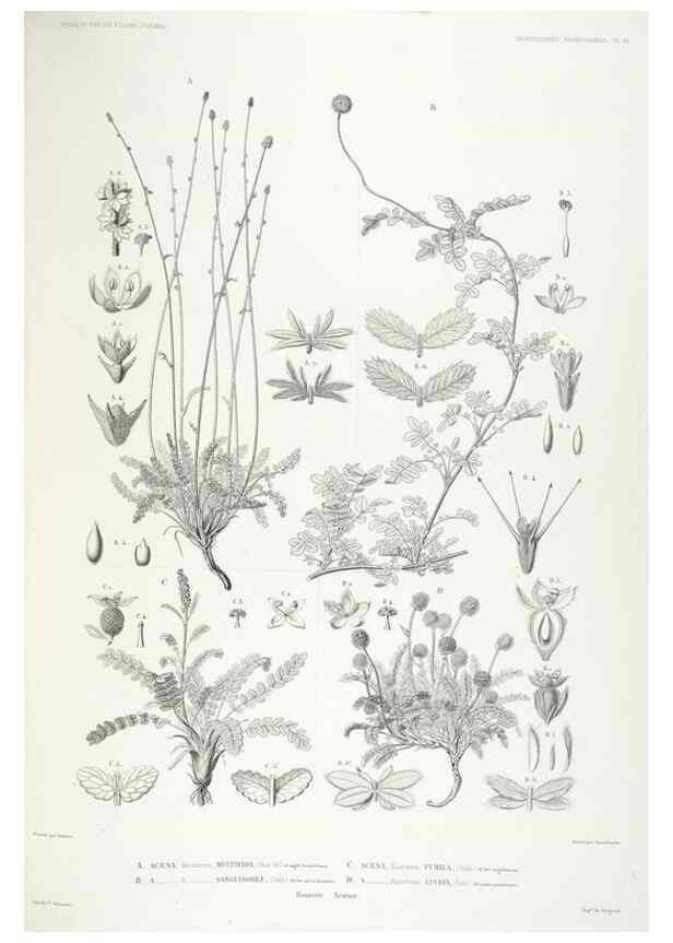 Reproducción/Reproduction 42684280460: Botanique /. Paris :Gide et Cie,1845-1853.. 