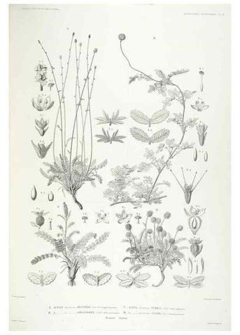 Reproducción/Reproduction 42684280460: Botanique /. Paris :Gide et Cie,1845-1853.. 