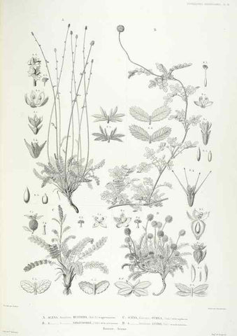 Reproducción/Reproduction 42684280460: Botanique /. Paris :Gide et Cie,1845-1853.. 