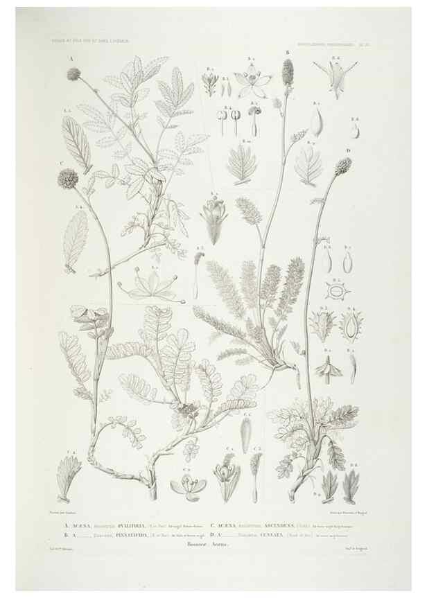 Reproducción/Reproduction 44443860442: Botanique /. Paris :Gide et Cie,1845-1853.. 