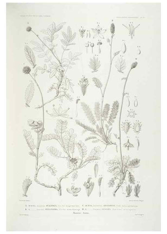 Reproducción/Reproduction 44443860442: Botanique /. Paris :Gide et Cie,1845-1853.. 