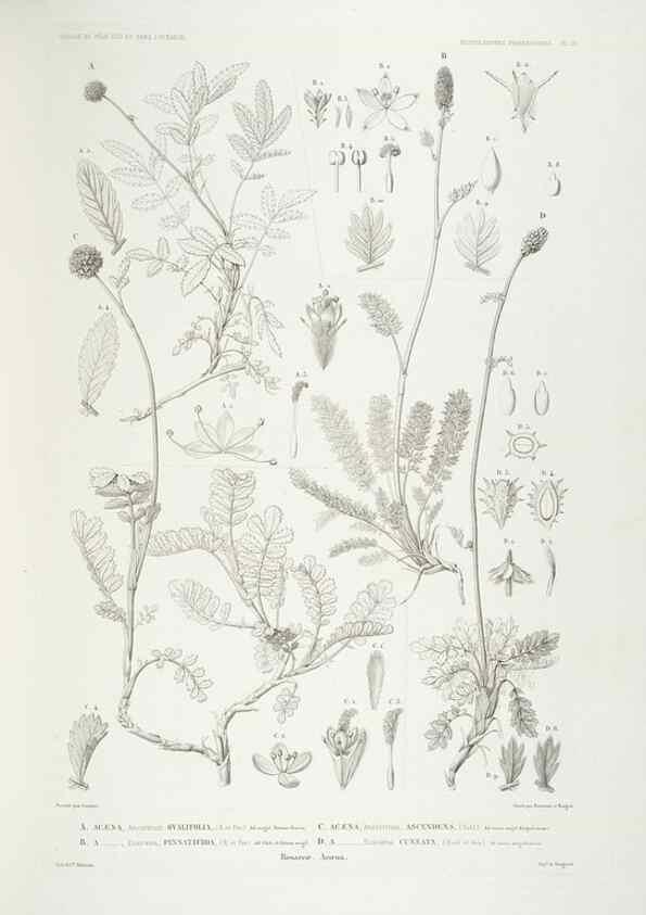 Reproducción/Reproduction 44443860442: Botanique /. Paris :Gide et Cie,1845-1853.. 
