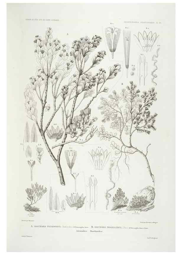 Reproducción/Reproduction 30623881568: Botanique /. Paris :Gide et Cie,1845-1853.. 