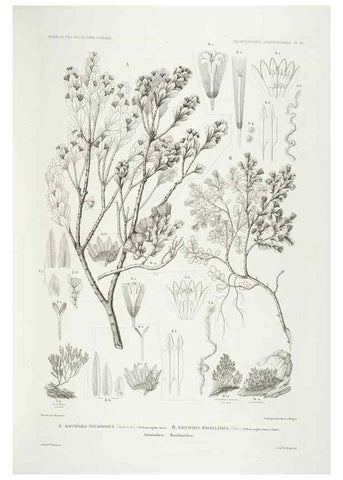 Reproducción/Reproduction 30623881568: Botanique /. Paris :Gide et Cie,1845-1853.. 
