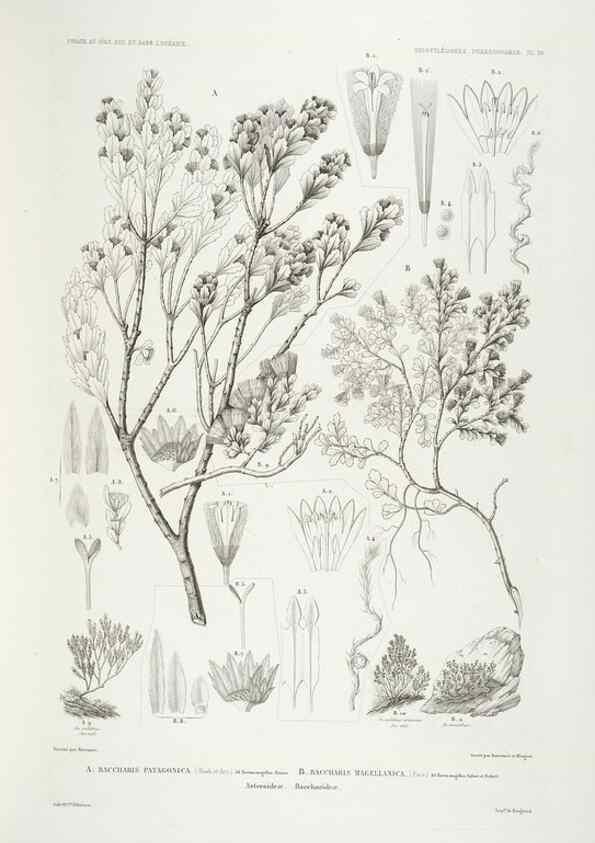 Reproducción/Reproduction 30623881568: Botanique /. Paris :Gide et Cie,1845-1853.. 