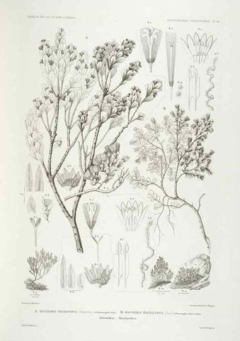 Reproducción/Reproduction 30623881568: Botanique /. Paris :Gide et Cie,1845-1853.. 