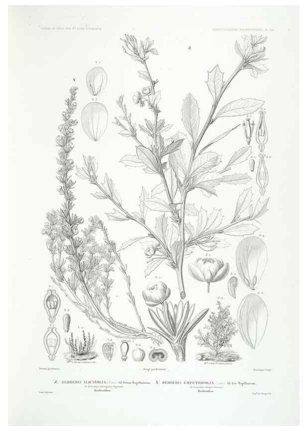 Reproducción/Reproduction 29556123567: Botanique /. Paris :Gide et Cie,1845-1853.. 