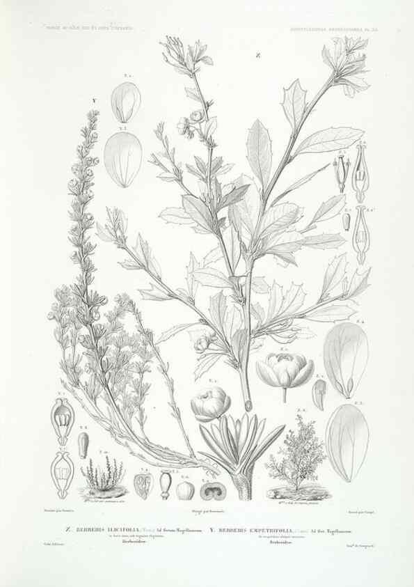 Reproducción/Reproduction 29556123567: Botanique /. Paris :Gide et Cie,1845-1853.. 