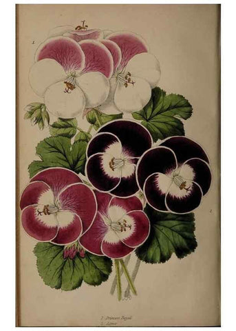Reproducción/Reproduction 46603391471: The florist, fruitist, and garden miscellany.. London :Chapman and Hall,1852-. 