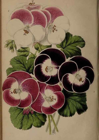 Reproducción/Reproduction 46603391471: The florist, fruitist, and garden miscellany.. London :Chapman and Hall,1852-. 