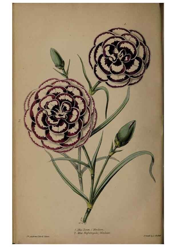 Reproducción/Reproduction 31662380507: The florist, fruitist, and garden miscellany.. London :Chapman and Hall,1852-. 