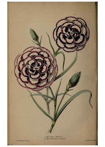 Reproducción/Reproduction 31662380507: The florist, fruitist, and garden miscellany.. London :Chapman and Hall,1852-. 