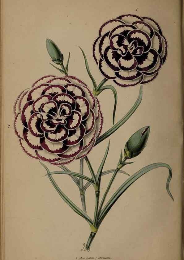 Reproducción/Reproduction 31662380507: The florist, fruitist, and garden miscellany.. London :Chapman and Hall,1852-. 