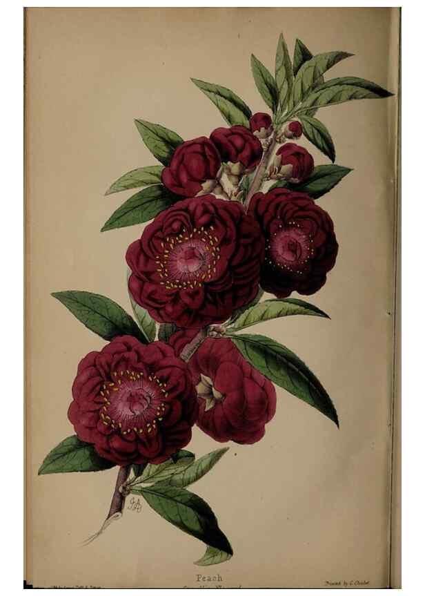 Reproducción/Reproduction 39638213383: The florist, fruitist, and garden miscellany.. London :Chapman and Hall,1852-. 