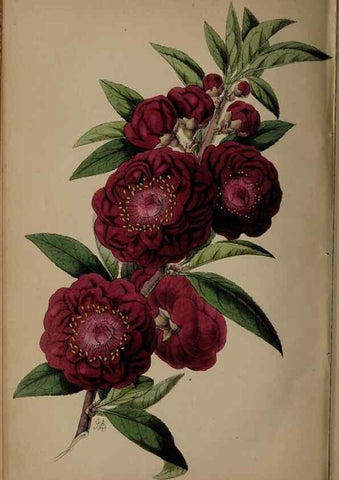 Reproducción/Reproduction 39638213383: The florist, fruitist, and garden miscellany.. London :Chapman and Hall,1852-. 