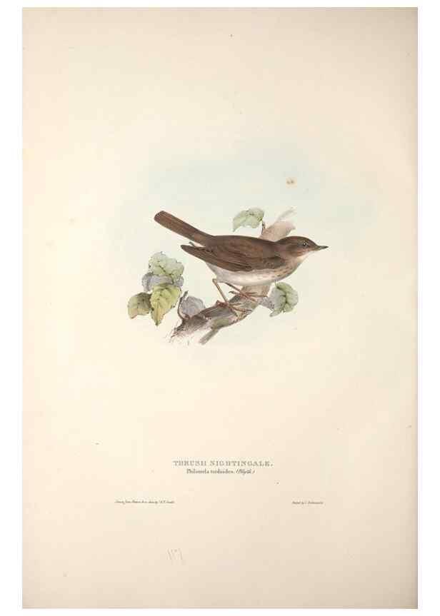 Reproducción/Reproduction 32901895438: The birds of Europe.. London,Printed by R. and J.E. Taylor, pub. by the author,1837.. 