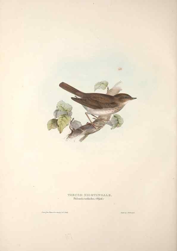 Reproducción/Reproduction 32901895438: The birds of Europe.. London,Printed by R. and J.E. Taylor, pub. by the author,1837.. 
