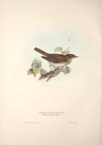 Reproducción/Reproduction 32901895438: The birds of Europe.. London,Printed by R. and J.E. Taylor, pub. by the author,1837.. 